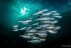 Motion of the Ocean : Happy 2017! by Tony Cherbas 